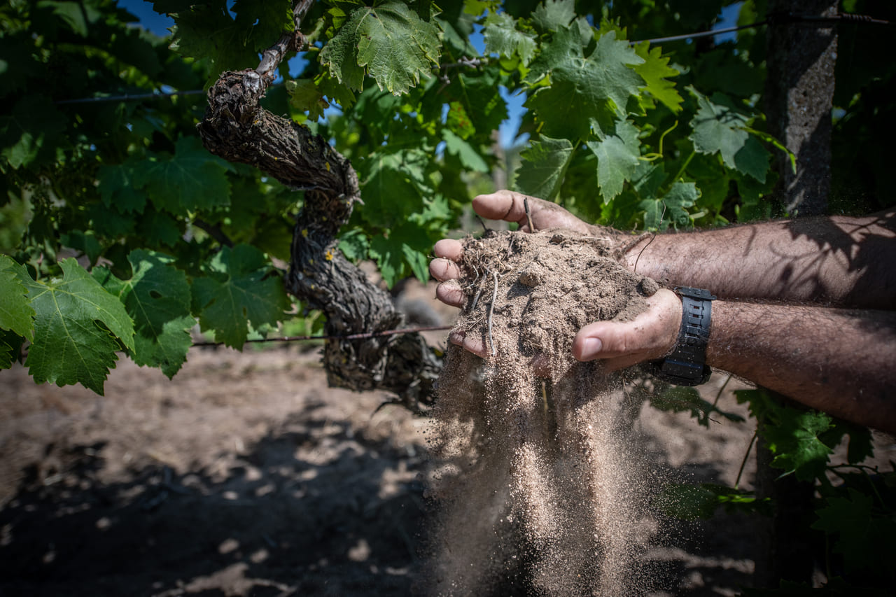 Discover the Character of Atzei Wines from Sardinia