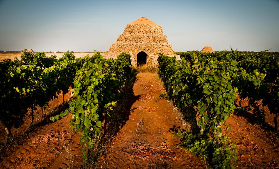 Why Primitivo Wine Has Become One of Malta’s Favourite Reds